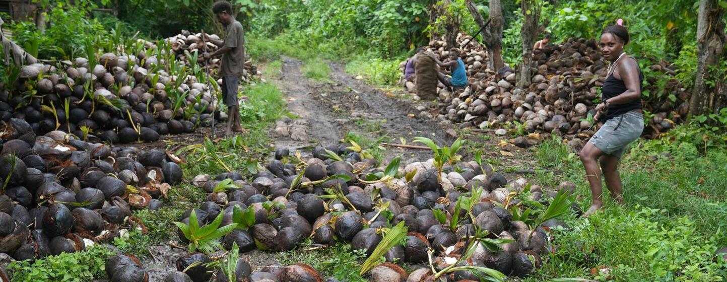 Workers in a lush tropical setting in the Solomon Islands are manually husking coconuts. Large piles of harvested coconuts and husks are visible on a dirt path surrounded by green vegetation.