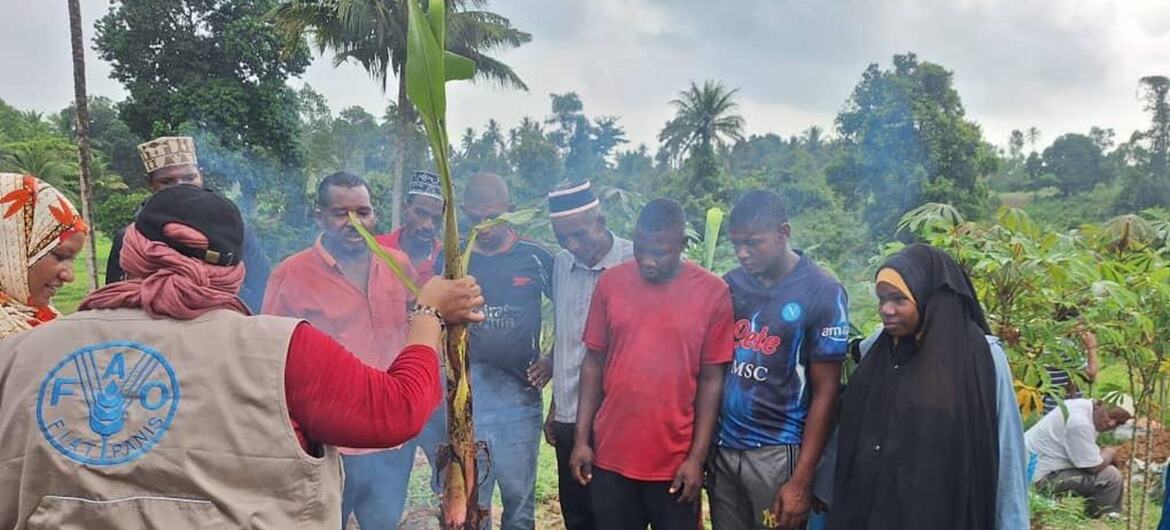 Wafanyakazi wa FAO nchini Tanzania wakionyesha matibabu ya maji ya moto kwa mimea ya ndizi kwa kikundi cha wakulima wa eneo hilo huko Pemba.