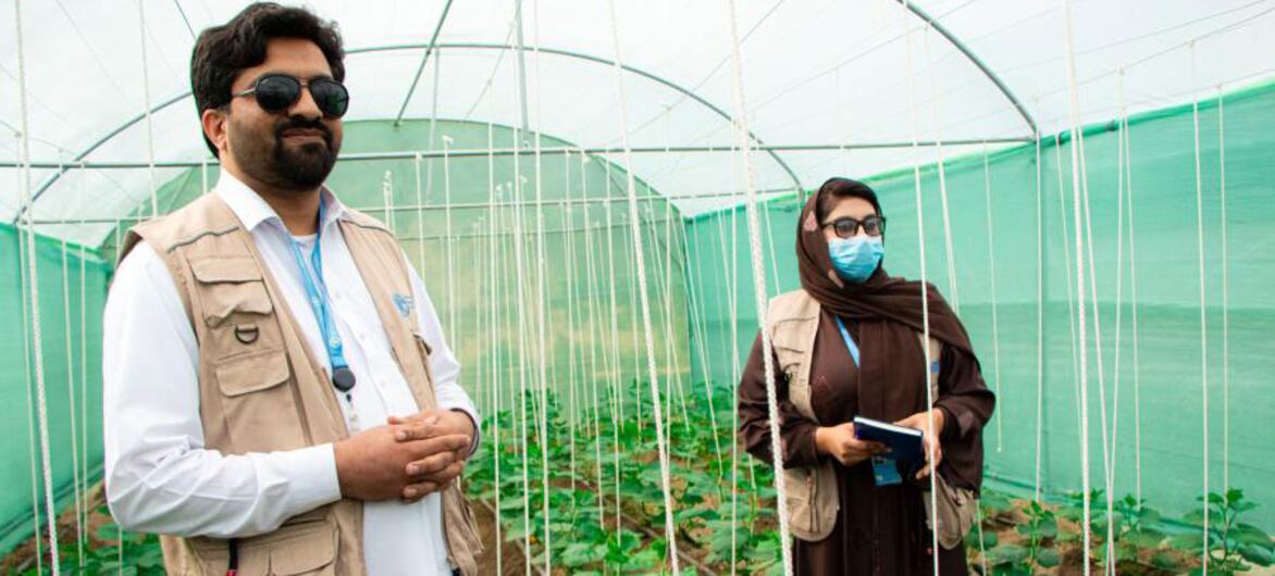 अफगानिस्तान में एक ग्रीनहाउस में एक पुरुष और एक महिला, भोजन उगाने और आय अर्जित करने के लिए कृषि में विधवा महिलाओं का समर्थन करते हुए।