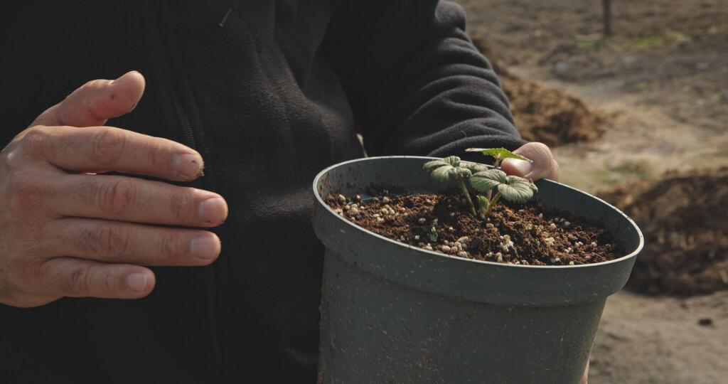 Человек в темной куртке держит небольшое горшечное растение с зелеными листьями и почвой, что предполагает садоводство или сельскохозяйственную деятельность, возможно, связанную с работой МОМ в Узбекистане.