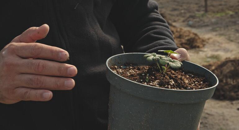 Человек держит небольшое растение в горшке с зелеными листьями и почвой, что говорит о садоводстве или заботе о растениях.