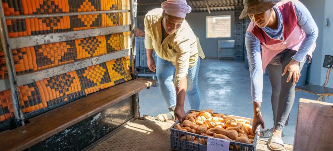 Dois indivíduos em Cabo Verde carregam batatas-doces em uma caixa de um caminhão com padrões tecidos tradicionais, simbolizando os esforços agrícolas locais e a prosperidade da comunidade.