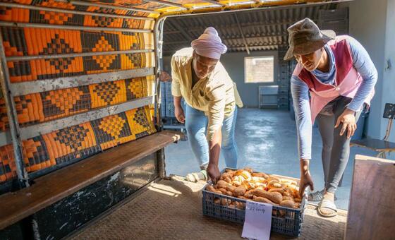 Dois indivíduos em Cabo Verde carregam batatas-doces em uma caixa de um caminhão com padrões tecidos tradicionais, simbolizando os esforços agrícolas locais e a prosperidade da comunidade.