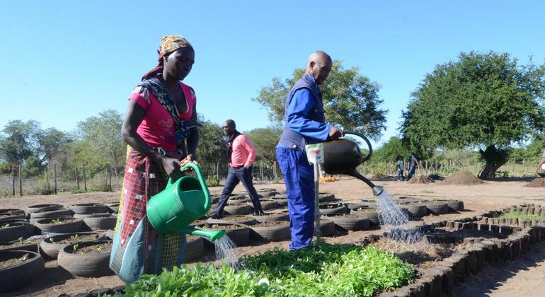 Uma mulher e um homem regam vegetais verdes jovens que crescem em vasos de pneus em um jardim ensolarado em Moçambique.