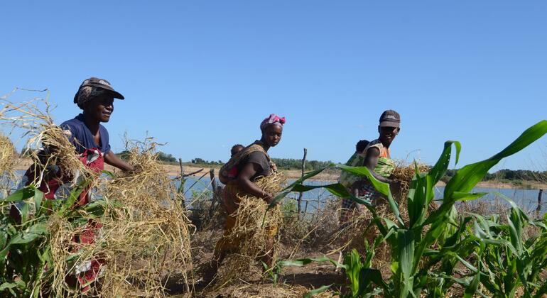 Três mulheres colhem milho num campo em Moçambique.
