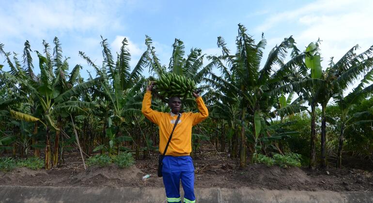 Um homem de camisa amarela e calças azuis carrega um grande cacho de bananas verdes na cabeça em uma plantação de bananas em Moçambique.