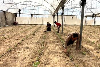 Les agriculteurs de Gaza travaillent à l'intérieur d'une serre, préparant le sol et plantant des cultures pour restaurer la production agricole après les perturbations.
