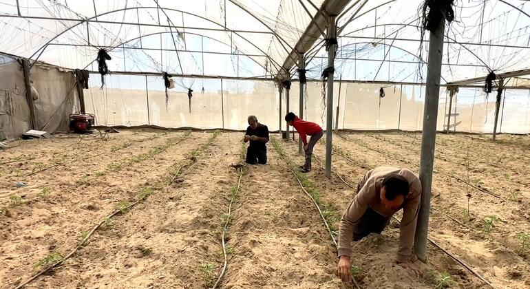 Farmers in Gaza work inside a greenhouse, preparing soil and planting crops to restore agricultural production after disruption.