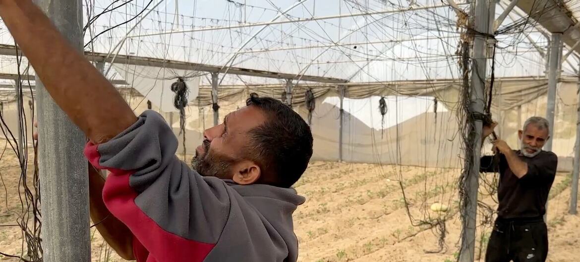 Los agricultores están preparando los invernaderos agrícolas para la siembra, realizando trabajos esenciales de restauración y preparación del suelo para reanudar la producción agrícola y reactivar los ciclos de cultivo tras períodos de interrupción.