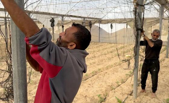 مزارعو غزة - إنتاج مكلف ودخل يتآكل، وجهود لتوسيع المساعدات الأممية