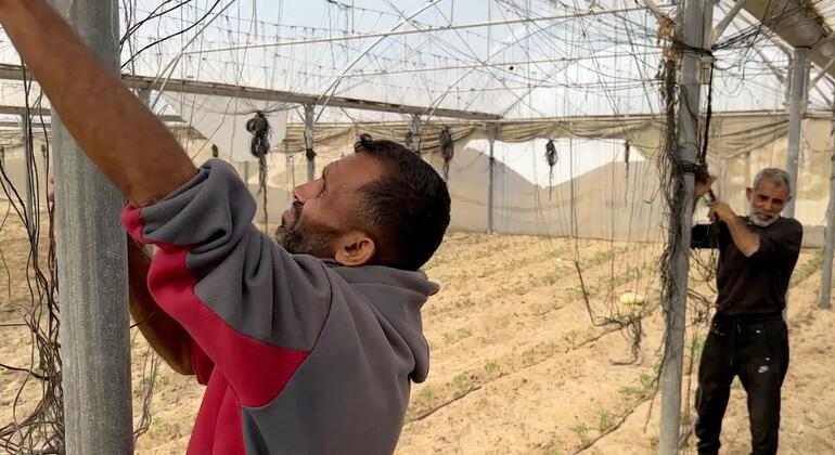 مزارعو غزة - إنتاج مكلف ودخل يتآكل، وجهود لتوسيع المساعدات الأممية