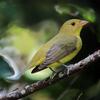 Um Tanager Escarlate (Piranga olivacea) pousou em um galho de árvore em San Andrés Islas, Colômbia.