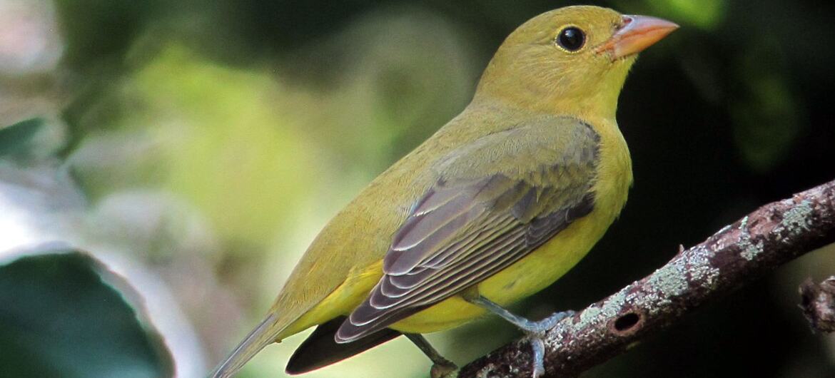 A Scarlet Tanager (Piranga olivacea) perched on a tree branch in San Andr&eacute;s Islas, Colombia.