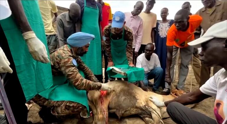 在南苏丹,一名穿着军服和蓝色 beret的UNMISS维和人员兽医在当地社区成员周围照顾受伤的动物.