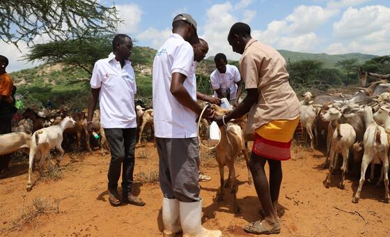Wafanyakazi wa FAO na mwanamume mmoja wa eneo hilo wanashughulikia mbuzi mmoja huko Isiolo, Kenya, wakiwa wamezungukwa na kundi la mbuzi katika mazingira ya vijijini.