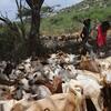 一群非洲牧民在肯尼亚伊西奥洛 (Isiolo) 照顾一群大山羊.