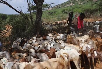 一群非洲牧民在肯尼亚伊西奥洛 (Isiolo) 照顾一群大山羊.