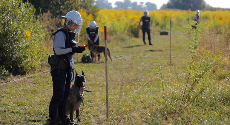 Команда разминировщиков в защитном снаряжении и шлемах использует детектор и собаку для поиска месторождения в Украине для ПРООН.