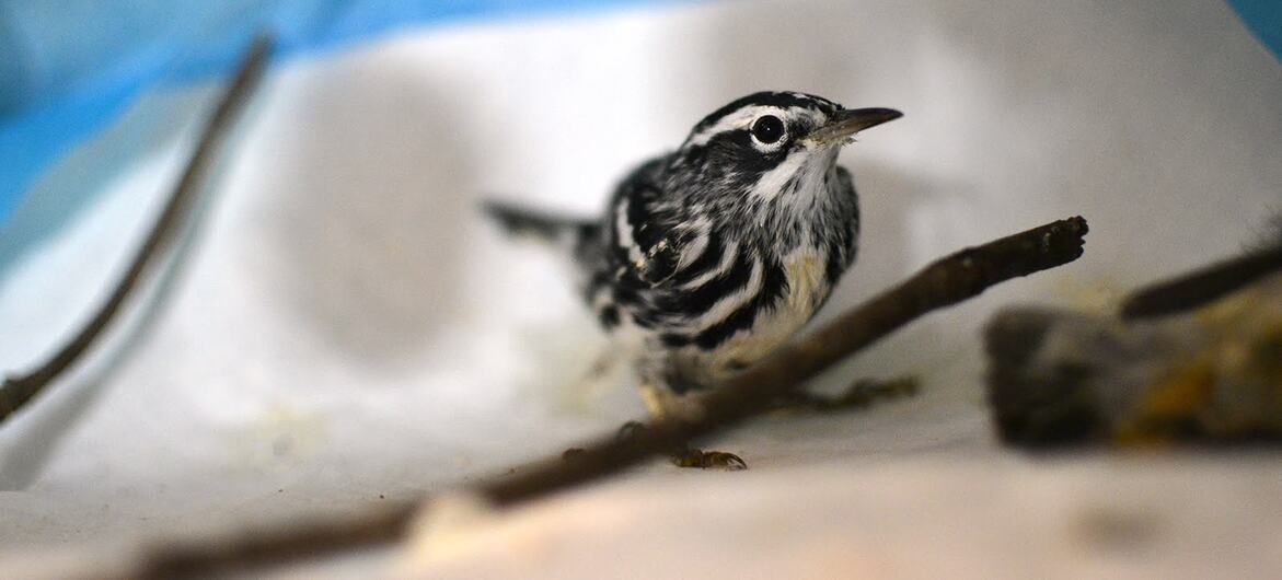 A black-and-white warbler perched on a twig.