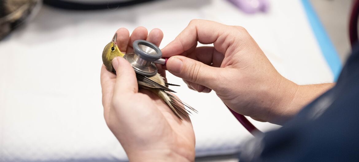 A close-up view of a person using a stethoscope to listen to the heart of a small pine warbler bird held gently in their hands.