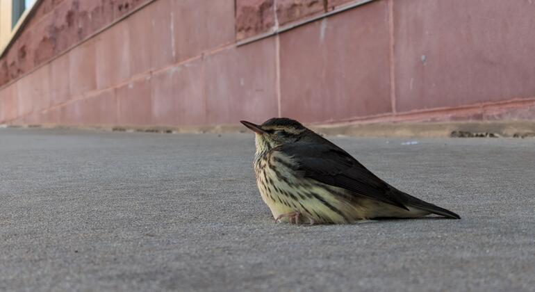 ‘Every Bird Counts:’ How city residents can help protect migratory birds