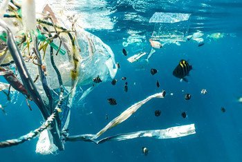 Marine debris, including plastics, paper, wood, metal and other manufactured material, is found on beaches worldwide and at all depths of the ocean.