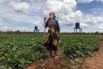 मेडागास्कर के एंड्राय क्षेत्र में एक महिला किसान. 