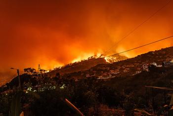 Uma floresta arde no Estreito da Calheta, em Portugal.
