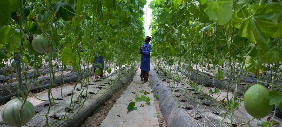 Fruit and vegetables grow in a greenhouse outside Bamako in Mali.