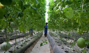 Fruit and vegetables grow in a greenhouse outside Bamako in Mali.