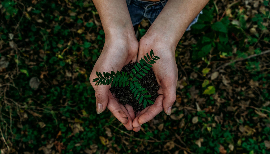 Un par de manos sosteniendo una pequeña planta y tierra en un entorno al aire libre.