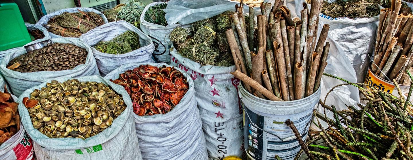 Las comunidades y familias de la región del Pacífico occidental utilizan ampliamente la medicina tradicional y complementaria para tratar diversos problemas de salud, desde dolencias leves hasta enfermedades potencialmente mortales.