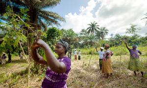 Uma cooperativa de mulheres na Guiné plantou árvores de Moringa ricas em vitaminas que fornecem suplementos dietéticos, bem como apoiam a biodiversidade e previnem a erosão do solo.