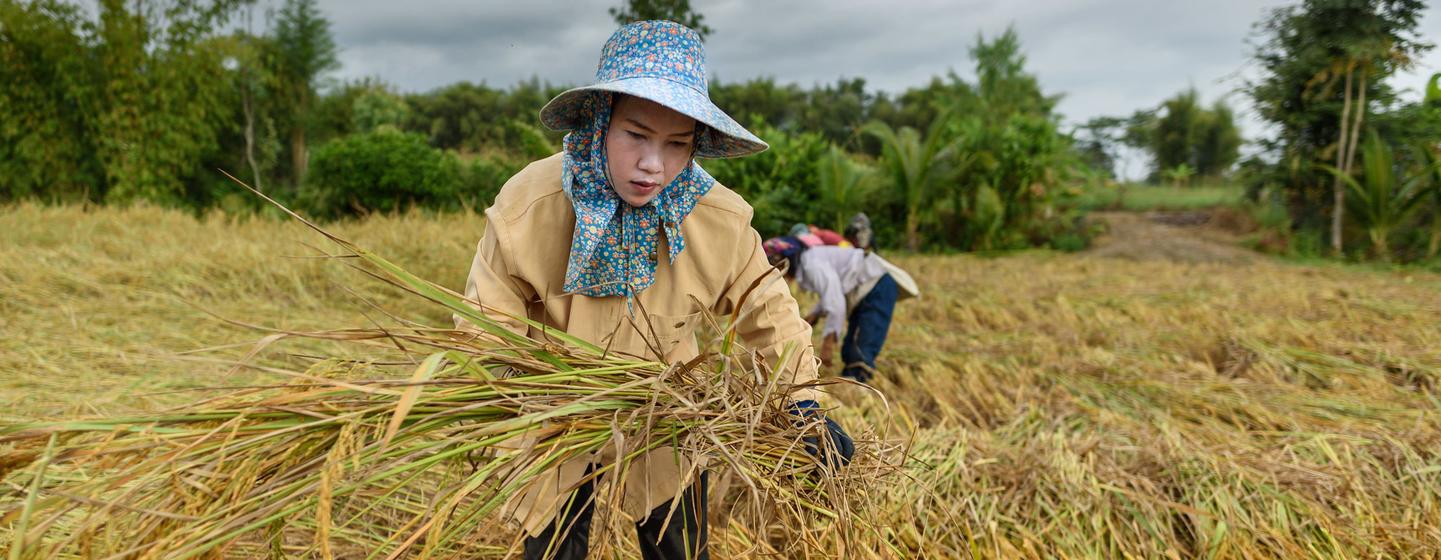 نساء يحصدن الأرز في شيانغ راي، شمال تايلند.