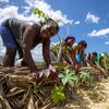Campesinas en el norte de Haití adaptan las tierras de cultivo para prevenir su erosión.