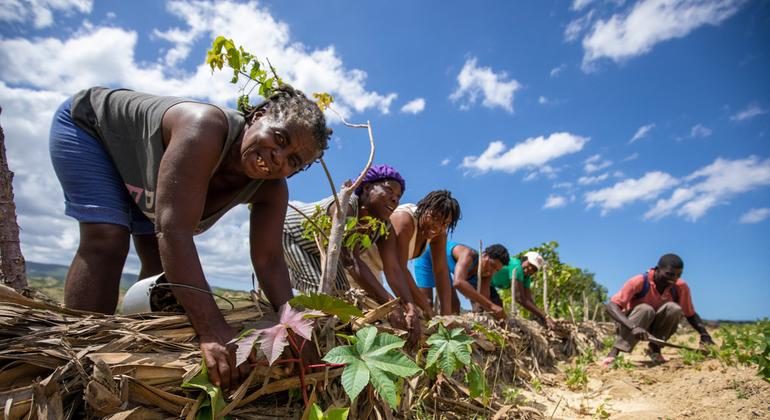 Campesinas en el norte de Haití adaptan las tierras de cultivo para prevenir su erosión.