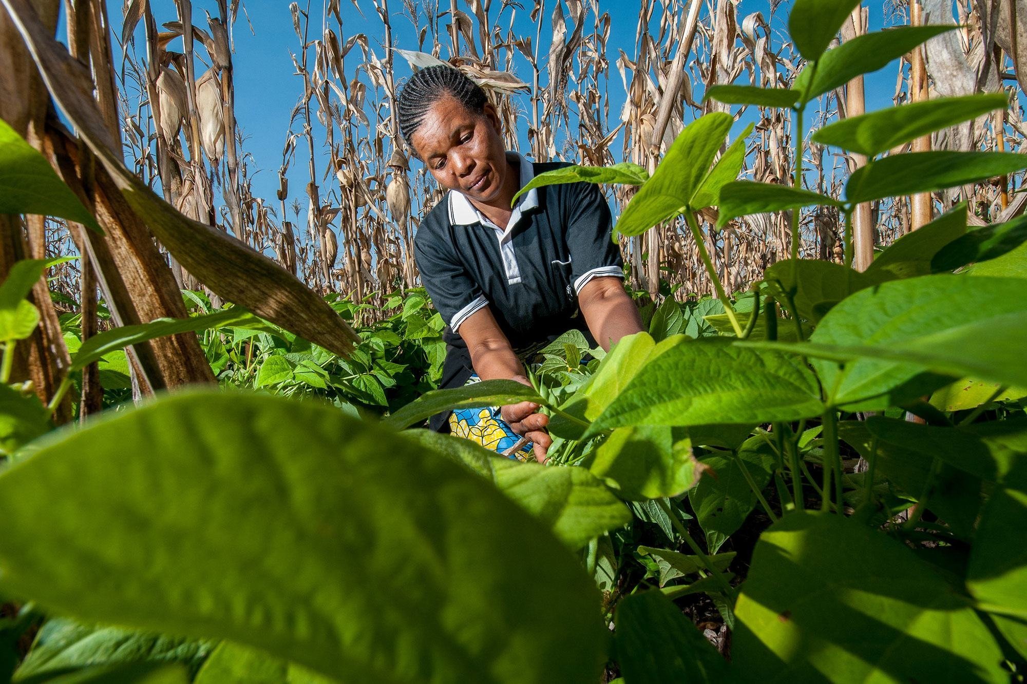 Empowering women, boosting Tanzania’s agriculture episode artwork