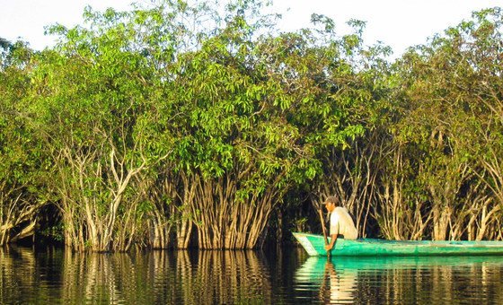 Indonésia: Manguezais para a vida  Movimento Mundial pelas Florestas  Tropicais