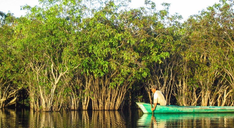 Manguezais no Lago Sentarum em West Kalimantan, Indonésia