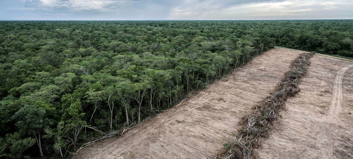 Una de las principales causas de la deforestación en Bolivia es la expansión de la agricultura mecanizada.