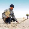 Изменение климата приводит к учащению засух в Узбекистане.