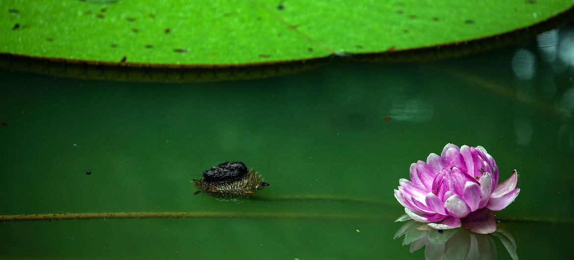 Un lac à l'intérieur d'une forêt amazonienne dans la ville de Manaus, au Brésil.