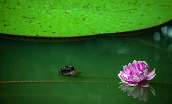 A lake inside an Amazon rainforest within the city of Manaus, Brazil.