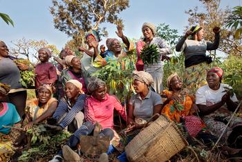 Une coopérative de femmes dans le township de Yoko, au Cameroun.