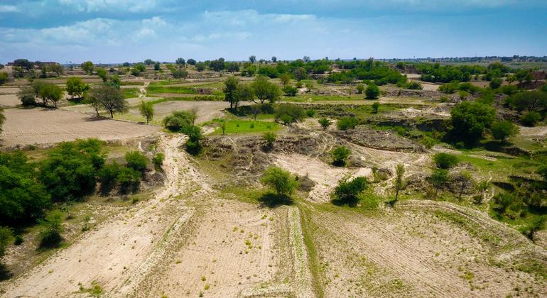 El proyecto también ha apoyado la restauración de zonas forestales degradadas mediante técnicas de forestación en seco en la localidad de Chakwal, en el estado de Punjab.