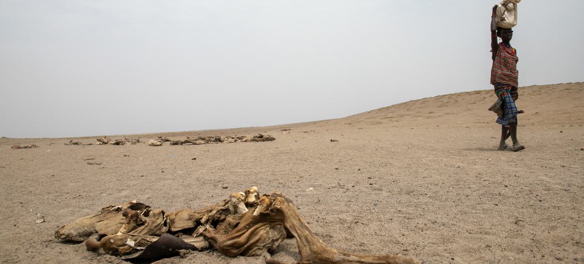 Communities are losing livestock due to drought in South Omo, Ethiopia.
