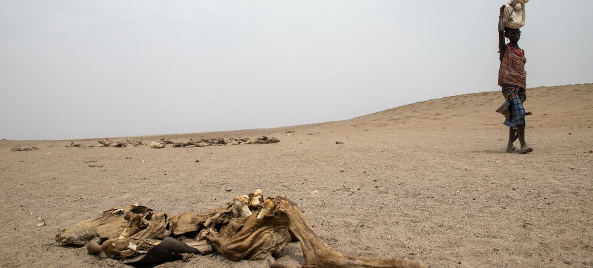 Des communautés perdent leur bétail à cause de la sécheresse dans le sud de l'Omo, en Éthiopie.