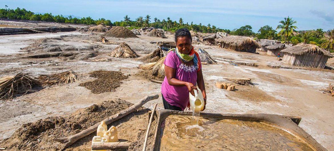 A woman harvests salt in a mangrove in Timor-Leste.