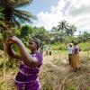 गिनी में एक महिला सहकारी संस्था ने मोरिंगा के पेड़ लगाए हैं, जिससे भूमि क्षरण से बचने के साथ-साथ पूरक आहार भी प्राप्त होता है.