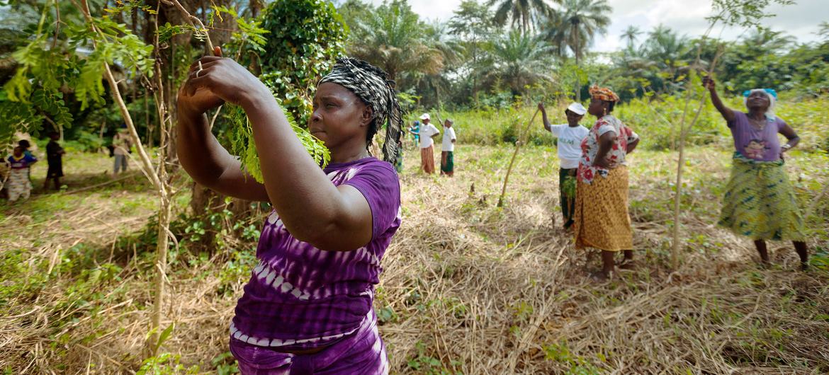 Una cooperativa de mujeres de Guinea ha plantado árboles de Moringa, ricos en vitaminas, que proporcionan suplementos dietéticos, además de apoyar la biodiversidad y prevenir la erosión del suelo.
